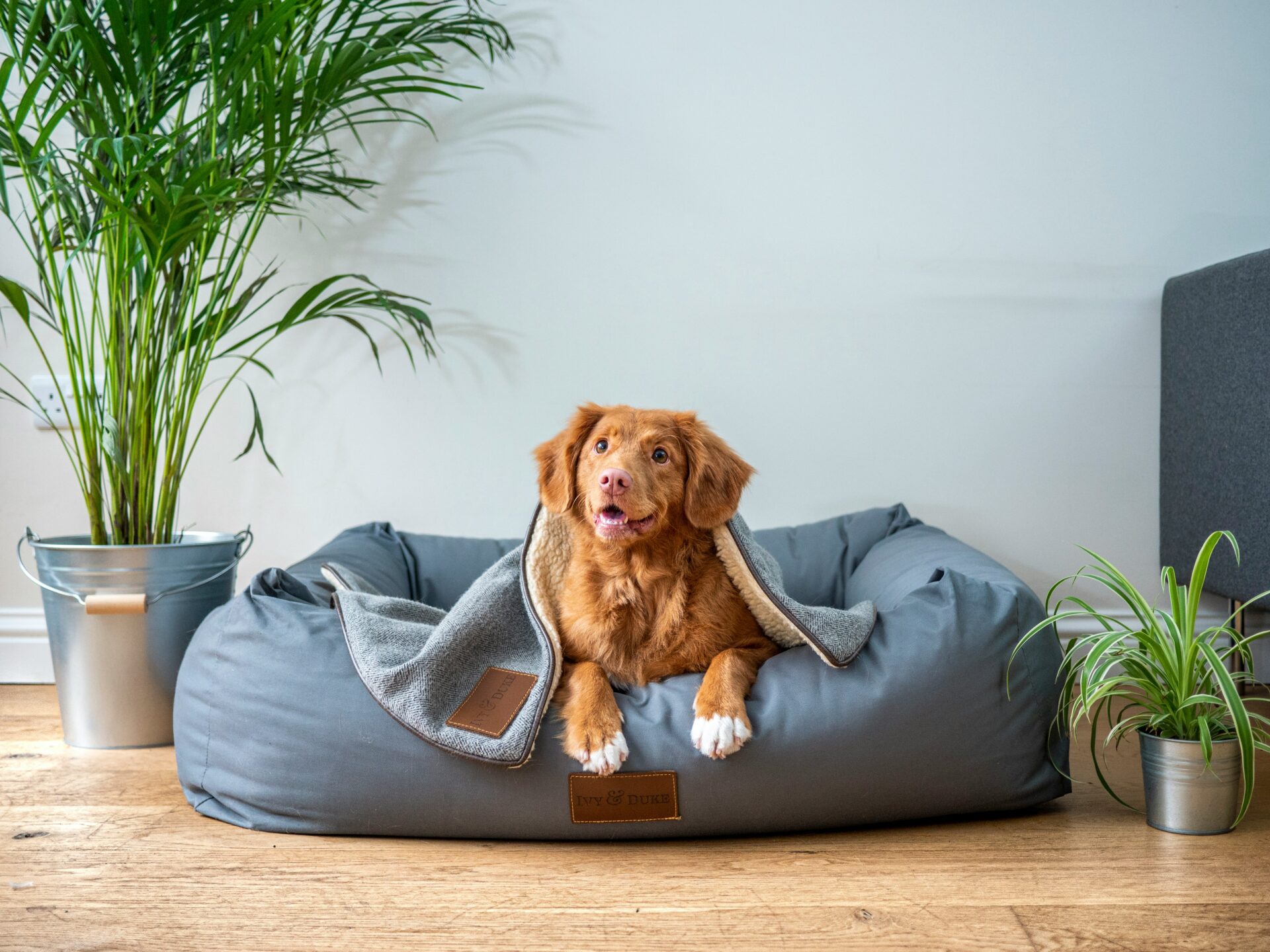 Pet-Friendly Flooring: Choosing the Best Options for Your Furry Friends