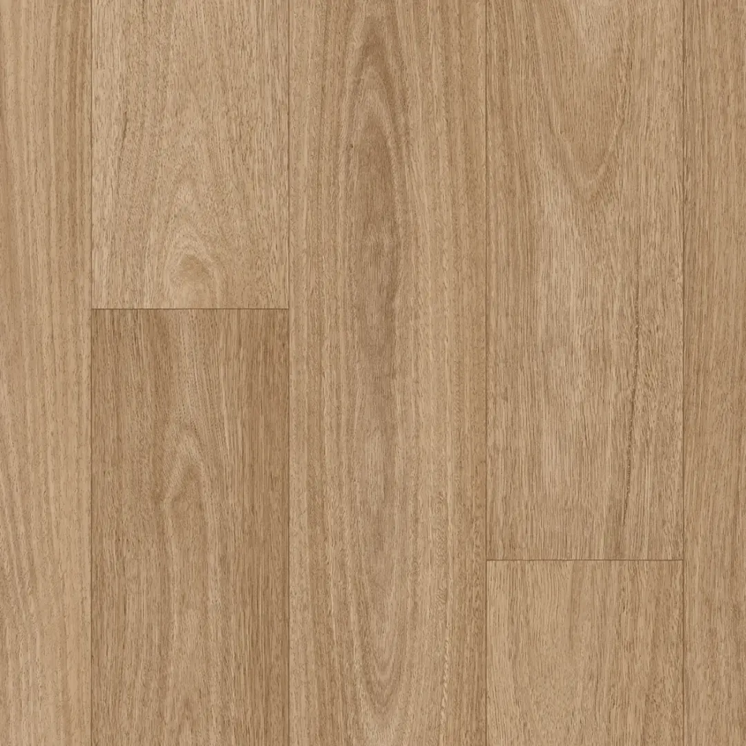 Corymbia SG WEB